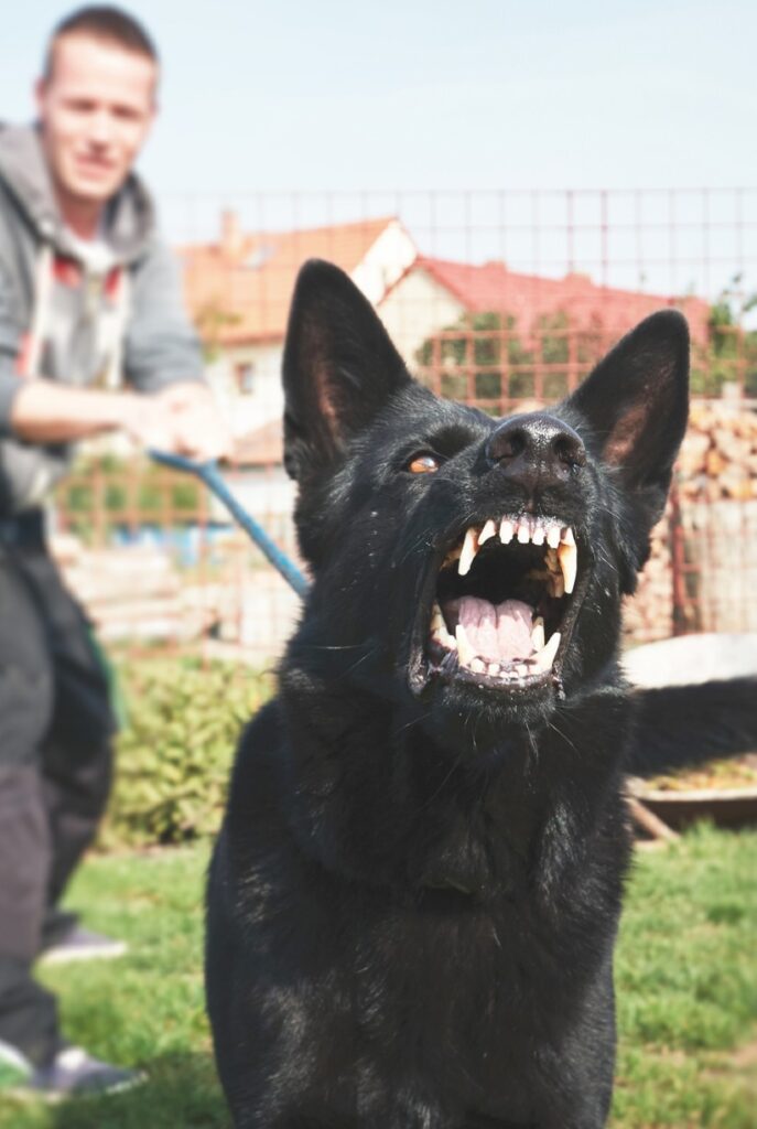 Aggressive black German shepherd lunging at the camera and pulling on its owners leash