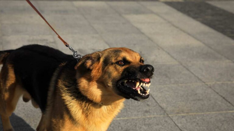 Aggressive German shepherd teeth baring while pulling on its owners leash