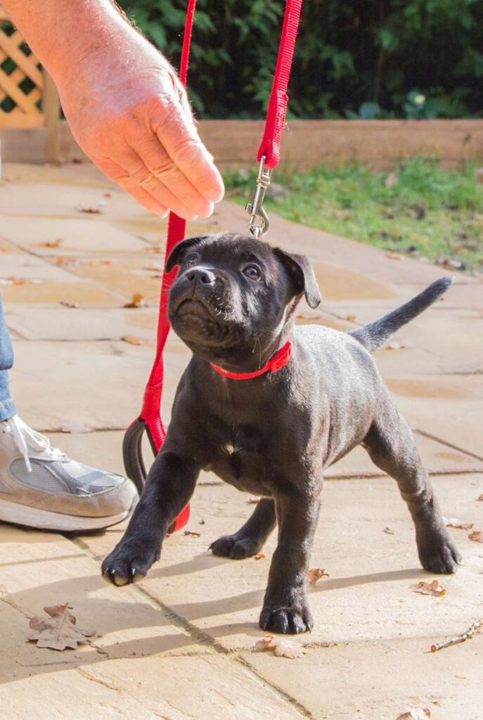 Black Labrador puppy with a red leash undergoing puppy training in Austin at Total Dog! receiving a treat from its owner