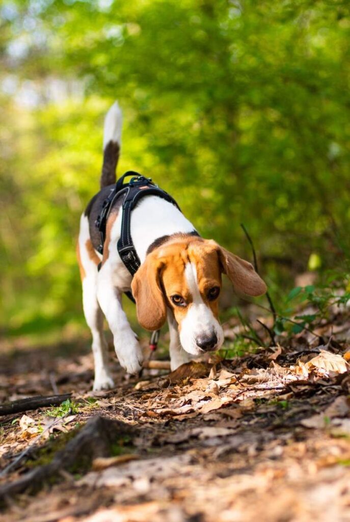 White, Brown and Black Beagle in a black dog harness in a green forest sniffing the leaves on the ground while undergoing dog scent training