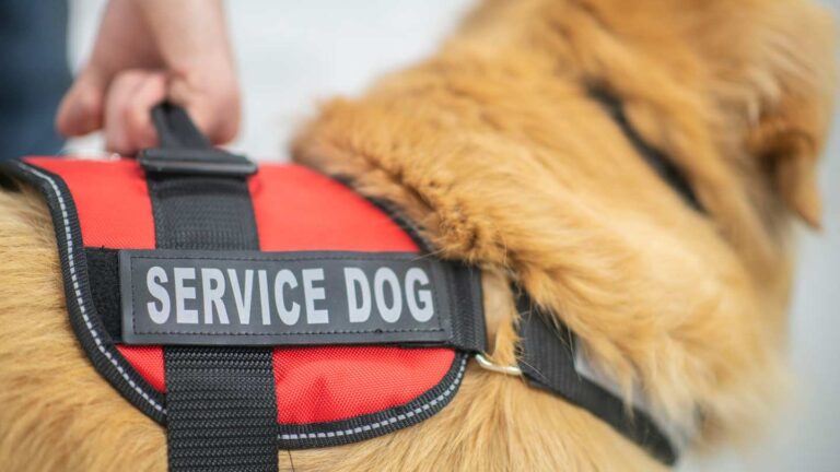 Brown dog wearing a red and black service dog harness with a hand holding the strap on top of the harness