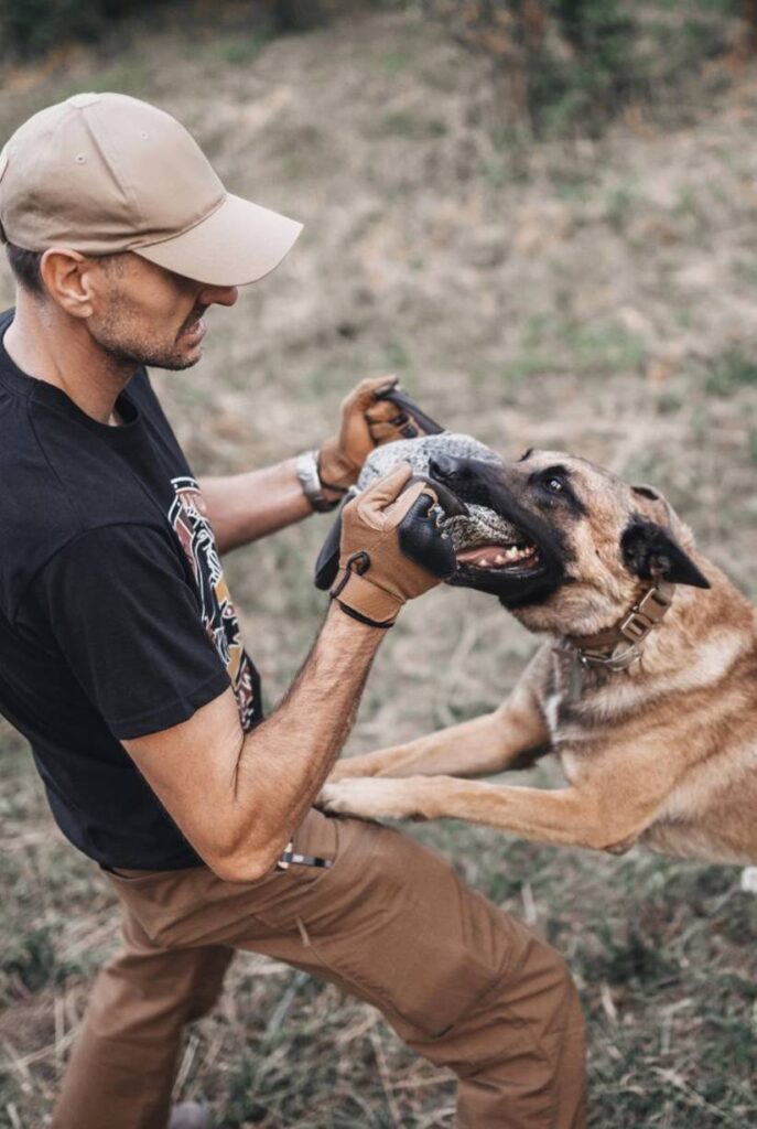 German shepherd undergoing dog bite training biting a grey pillow being held by a dog trainer in a black t-shirt and brown pants in a grass field