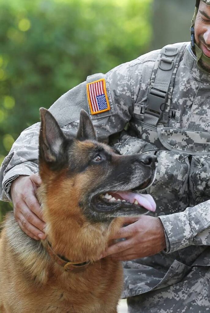 German Shepherd undergoing PTSD Service Dog training being hugged by a solider wearing a full army outfit