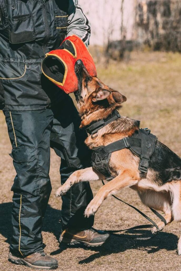 German Shepherd in a black harness and a black collar biting a red dog training sleeve that's being held by a dog trainer wearing a all black outfit while undergoing protection dog training in Austin.