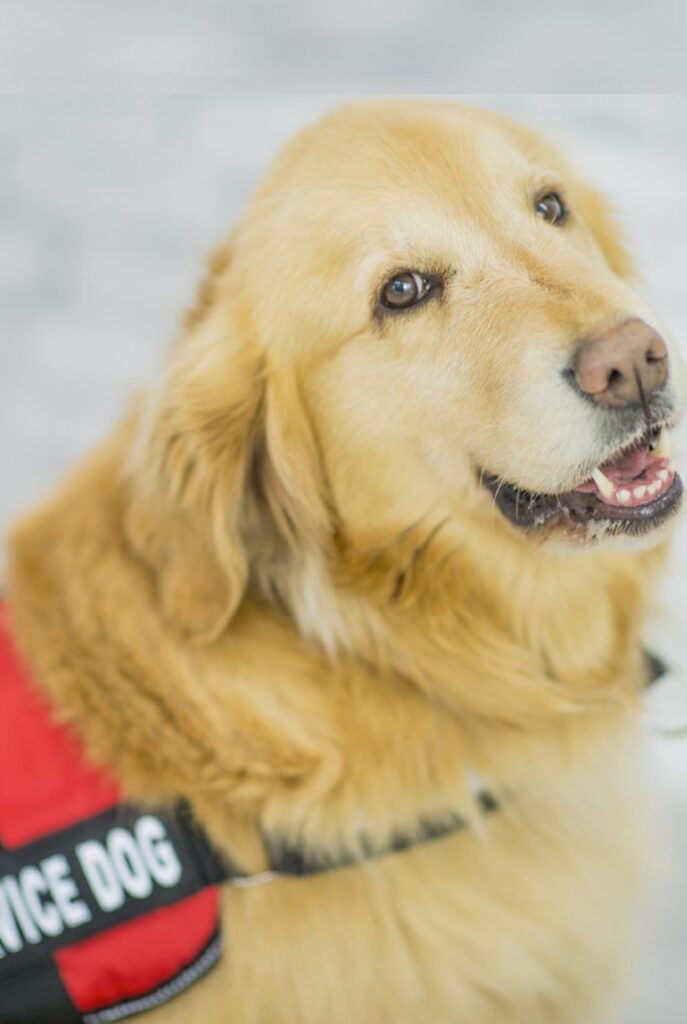 Golden retriever psychiatric service dog in a red service dog vest with a gray background