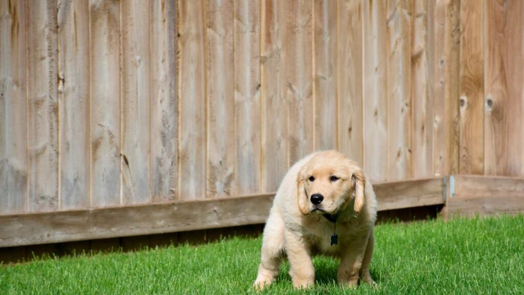 Golden Retriever puppy sitting and peeing in a garden while undergoing potty training