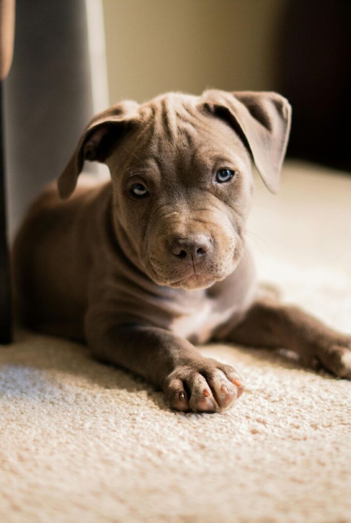 Grey Pitbull puppy with blue eyes laying on a white carpet while undergoing a puppy board and train program