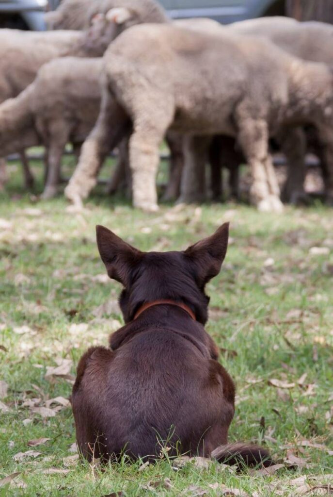 Brown herding dog laying down in the grass looking at a herd of sheep while doing herding dog training
