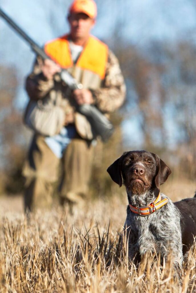 Brown and white hunting dog with a orange collar standing in tall brown grass with a man in brown pants, a camouflage jacket, orange high-visibility vest and an orange cap behind it. The dogs are undergoing hunting dog training.