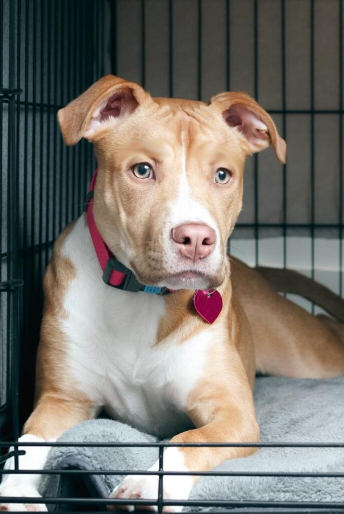 Brown and white Pitbull with a pink collar laying in a black crate on a grey carpet while undergoing crate training