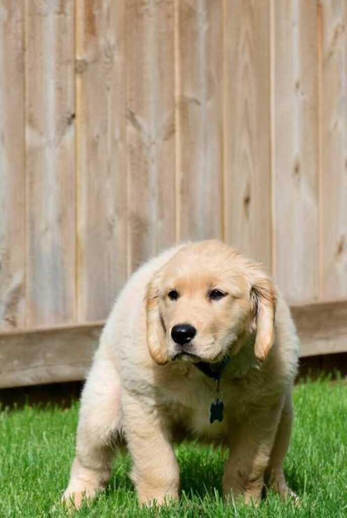 Golden Retriever puppy sitting and peeing in a garden while undergoing potty training