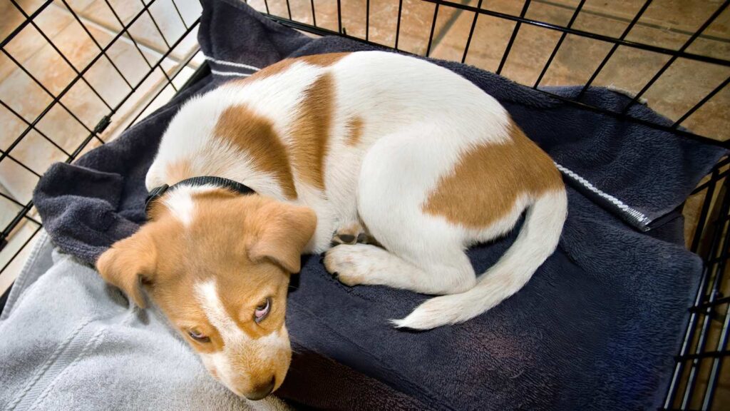 Jack Russell Terrier puppy laying on a blue carpet in a black metal crate while undergoing crate training