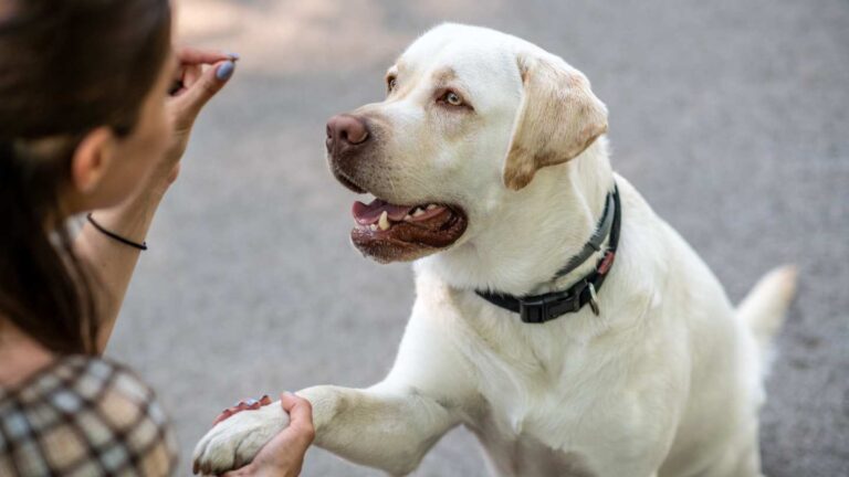 White Labrador Shaking a woman's hand to receive a treat while undergoing obedience training