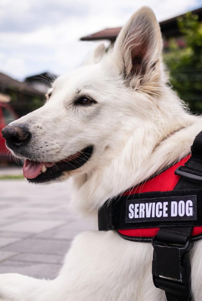 White German shepherd undergoing service dog training laying in a driveway