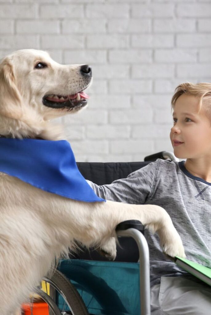 White golden retriever being petted by a child with autism while undergoing autism service dog training
