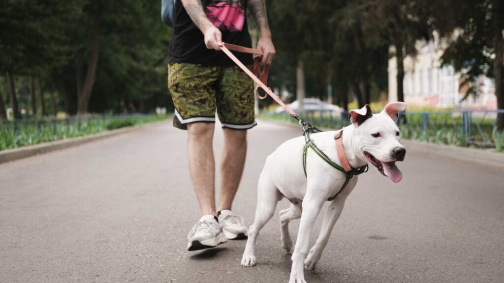 White Pitbull that is undergoing leash training pulling on a leash while on a walk in the park with its owner