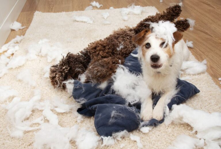 jack russell terrier with separation anxiety sitting on a white carpet with a torn up pillow all around it