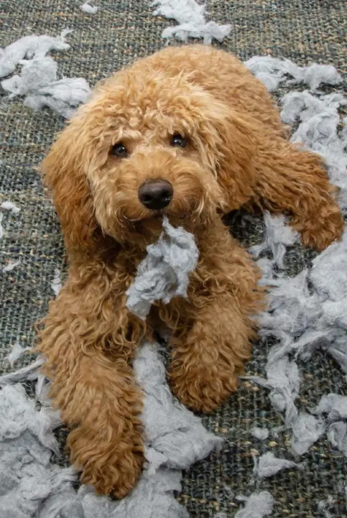 Brown golden doodle laying in a pile of mess after having destroyed a carpet. The dog is undergoing dog separation anxiety training in Austin tx with Total Dog!