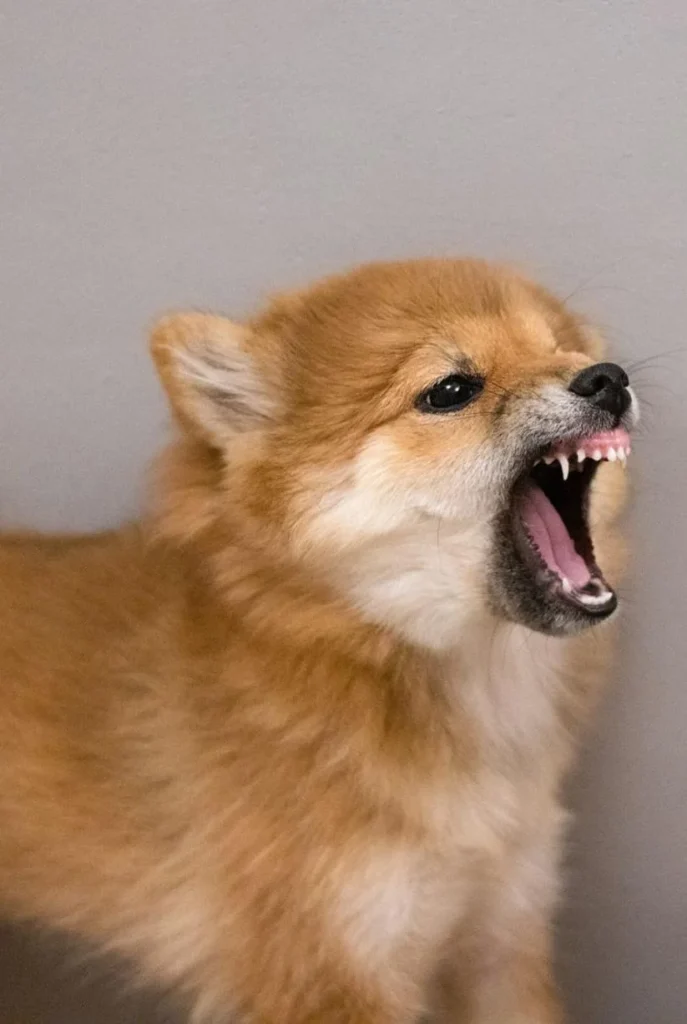 Pomeranian barking with a grey background while undergoing aggressive puppy training in Austin tx